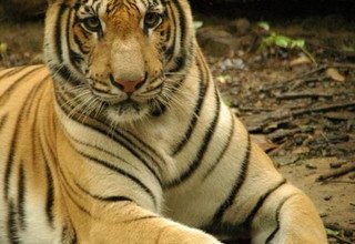 Sightseeing Tour to Pokhara, Tansen and Lumbini 13 Days Including Jungle Safari in Bardiya National Park