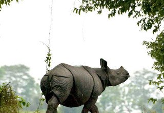 Sightseeing Tour to Pokhara, Tansen and Lumbini 13 Days Including Jungle Safari in Bardiya National Park
