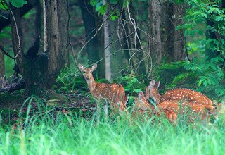 Excursion Pokhara, Tansen et Lumbini 13 jours, jungle safari dans le parc national de Bardiya y compris