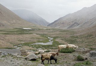 Randonnée en camping dans la vallée de Humla Changla, 24 Jours