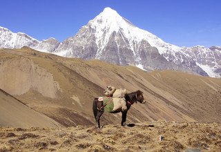 Jomolhari Trek with a Culture Tour of Paro and Thimphu, 12 Days