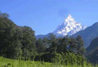 Machhapuchhre Modell Trekking, 8 Tage