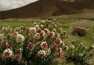 Upper Mustang Upper Dolpo, trekking de camping via Ghami-La Pass (Bhanjyang), 32 jours