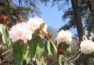 Langtang Ganja-La Pass Trekking, 15 Days