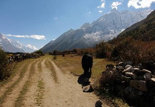 Randonnée dans la vallée de Tsum - 16 Jours