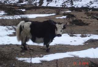 L'entie vall de Tsum, camping trekking 29 jours