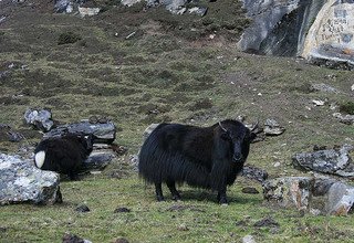 Great Himalaya Trail - Kanchenjunga to Makalu Region, 53 Days