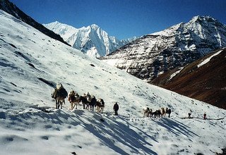 Great Himalaya Trail - Dolpo to Mugu Region, 34 Days