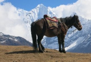 Everest Panorama Horse Riding Lodge Trek 7 Days, 21 Oct to 27 Oct 2013