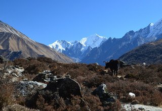 Classic Langtang Family Lodge Trek 13 Days, 02 Dec to 14 Dec 2012