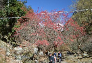 Classic Langtang Family Lodge Trek 13 Days, 02 Dec to 14 Dec 2012