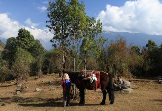    Poon Hill-Ghorepani-Ghandruk Circuit Family Lodge Trek, 9 Days, From 21-December to 29-December -2016