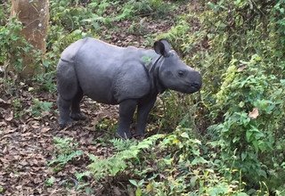 Ghorepani-Ghandruk Circuit (Poon Hill) Family Lodge Tour & Trek and Chitwan Tour, 13 Days, 7th Dec to 19th Dec 2015