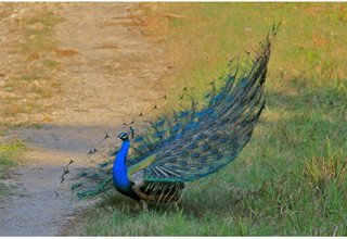 Chitwan and Lumbini Tour 6 Days, 14 February to 21 February 2014