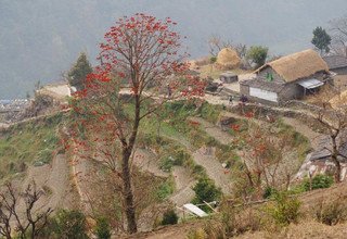 Ghorepani-Ghandruk Circuit (Poon Hill) Family Lodge Tour & Trek, 10 Days, 6 March to 15  March 2016