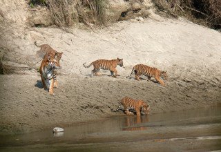 Tour dans le parc national de Bardia | 3 nuits 4 jours