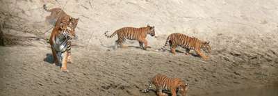 Bardia National Park Tour Packages, 3 Nights 4 Days