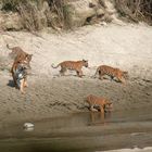 Tour dans le parc national de Bardia | 3 nuits 4 jours