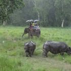 Forfait visite du parc national de Chitwan, 3 nuits 4 jours