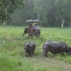 Chitwan Nationalpark Tourpaket, 3 Nächte 4 Tage