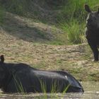 PARC NATIONAL DE CHITWAN