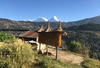 Khopra Ridge Trek (South of Annapurnas), 13 Days 