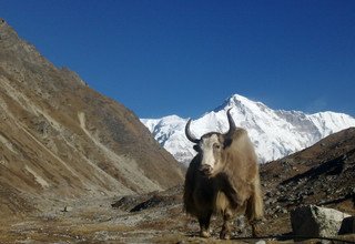 Everest Three Passes Trek via Renjo-La, Cho-La and Khongma-La Pass, 20 Days