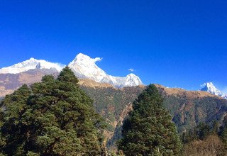 Trek court du camp de base de l'Annapurna, 10 Jours