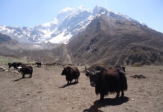 Escalade de Larkya Peak | Pic Larkya 6249m - 19 Jours