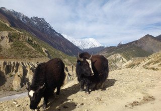 Trek du circuit des Annapurnas, 16 Jours