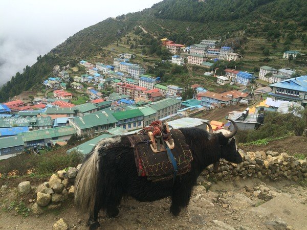 Yak and Namche Bazaar in Everest Region