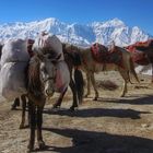 Horse Riding in Nepal