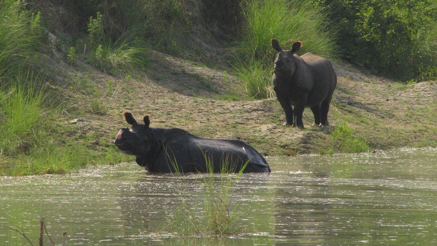 Rhino in Bardia National Park