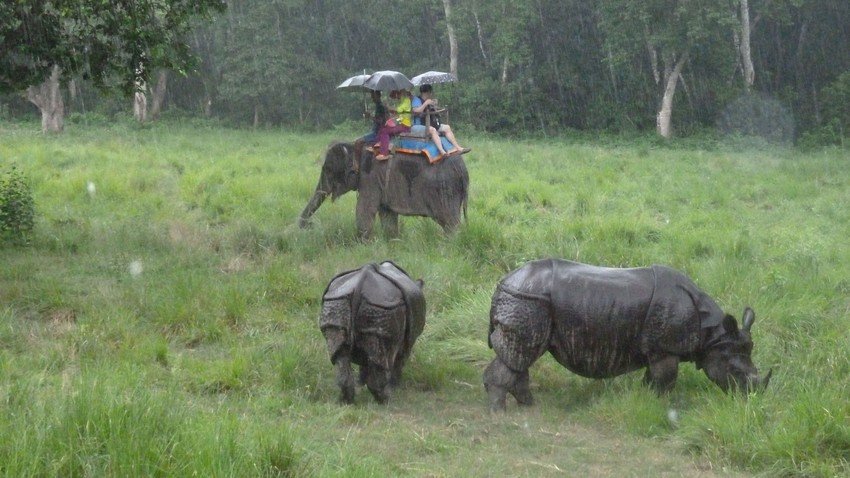 Elephant Back Riding in Chitwan