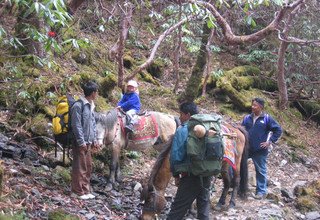 Horse Riding Trek to Langtang Valley (with children or without), 11 Days