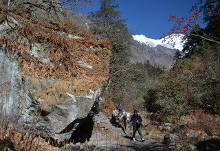 Randonnée à cheval dans la vallée du Langtang (avec ou sans enfants), 11 Jours