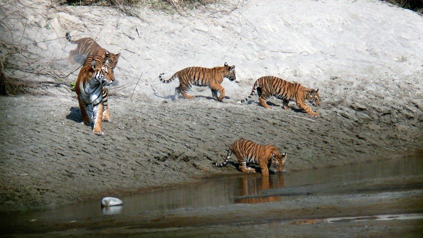 Bengal Tigers in Bardia National Park