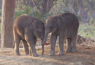 Kulturelle Tour durch den Chitwan, nach Lumbini und Pokhara, 14 Tage , kein Trekking