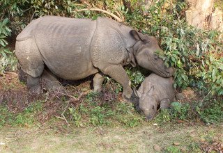 Kulturelle Tour durch den Chitwan, nach Lumbini und Pokhara, 14 Tage , kein Trekking