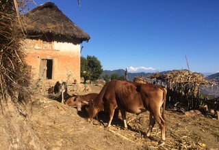 Chandragiri Hill-Chitlang-Daman-Tistung Eco Village Trail Lodge Trek, 7 Days