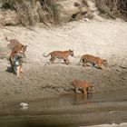 Bardia National Park Tour Package - 4 Nights 5 Days