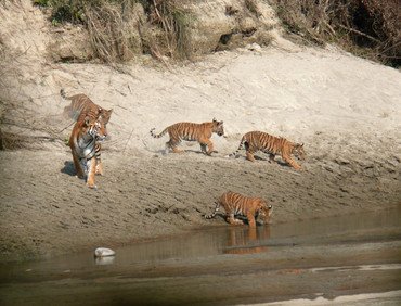 Bardia National Park Tour Package - 4 Nights 5 Days