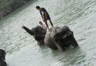 Closed up at Chitwan Tour 2 Night 3 Days Package