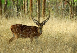 Visite de Chitwan - 2 nuits 3 jours