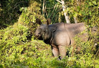 Visite de Chitwan - 2 nuits 3 jours