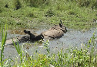 Visite de Chitwan - 2 nuits 3 jours