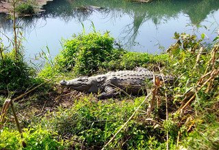 Visite de Chitwan - 2 nuits 3 jours