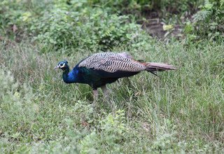 Chitwan Tour Package - 2 Night/ 3 Days