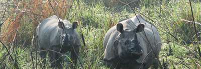 Chitwan National Park Tour Package, 3 Nights 4 Days