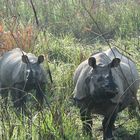 Chitwan Nationalpark Tourpaket, 3 Nächte 4 Tage